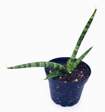Load image into Gallery viewer, 4" Sansevieria gracilis - 'Snake Plant'