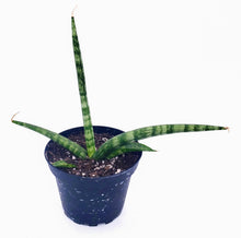 Load image into Gallery viewer, 4" Sansevieria gracilis - 'Snake Plant'