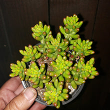 Load image into Gallery viewer, 4" Sedum rubrotinctum 'Salsa Jellybeans'