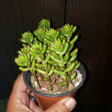 Load image into Gallery viewer, 4" Sedum rubrotinctum 'Salsa Jellybeans'