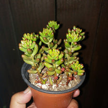 Load image into Gallery viewer, 4" Sedum rubrotinctum 'Salsa Jellybeans'