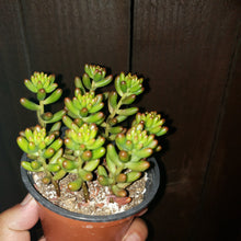 Load image into Gallery viewer, 4" Sedum rubrotinctum 'Salsa Jellybeans'