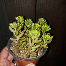 Load image into Gallery viewer, 4" Sedum rubrotinctum 'Salsa Jellybeans'