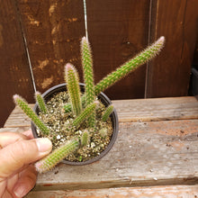Load image into Gallery viewer, 4" 'Rat Tail' Cactus