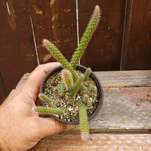 Load image into Gallery viewer, 4" 'Rat Tail' Cactus