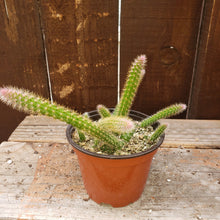 Load image into Gallery viewer, 4" 'Rat Tail' Cactus