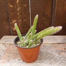 Load image into Gallery viewer, 4" 'Rat Tail' Cactus