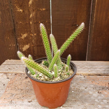 Load image into Gallery viewer, 4" 'Rat Tail' Cactus