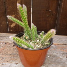 Load image into Gallery viewer, 4" 'Rat Tail' Cactus