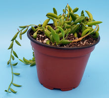 Load image into Gallery viewer, 4" Senecio radicans 'String-of-Bananas'