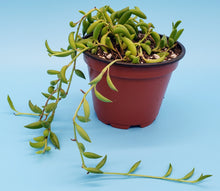 Load image into Gallery viewer, 4" Senecio radicans 'String-of-Bananas'