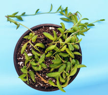 Load image into Gallery viewer, 4" Senecio radicans 'String-of-Bananas'