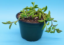 Load image into Gallery viewer, 4" Senecio radicans 'String-of-Bananas'