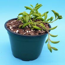 Load image into Gallery viewer, 4" Senecio radicans 'String-of-Bananas'