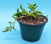 Load image into Gallery viewer, 4" Senecio radicans 'String-of-Bananas'