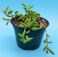 Load image into Gallery viewer, 4" Senecio radicans 'String-of-Bananas'