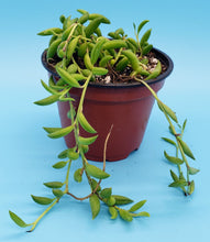 Load image into Gallery viewer, 4" Senecio radicans 'String-of-Bananas'