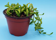 Load image into Gallery viewer, 4" Senecio radicans 'String-of-Bananas'