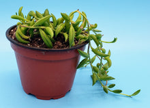 Load image into Gallery viewer, 4" Senecio radicans 'String-of-Bananas'