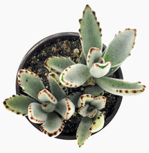 Load image into Gallery viewer, 4" Kalanchoe tomentosa 'Chocolate Soldier'