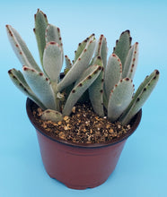 Load image into Gallery viewer, 4" Kalanchoe tomentosa 'Chocolate Soldier'