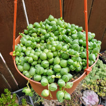 Load image into Gallery viewer, 6" Senecio rowleyanus 'String-of-Pearls'