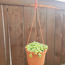 Load image into Gallery viewer, 6" Senecio rowleyanus 'String-of-Pearls'