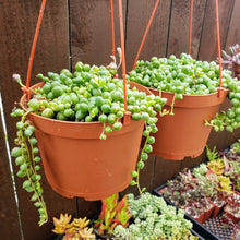 Load image into Gallery viewer, 6" Senecio rowleyanus 'String-of-Pearls'
