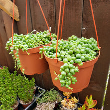 Load image into Gallery viewer, 6" Senecio rowleyanus 'String-of-Pearls'