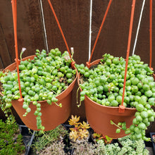 Load image into Gallery viewer, 6" Senecio rowleyanus 'String-of-Pearls'