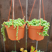 Load image into Gallery viewer, 6" Senecio rowleyanus 'String-of-Pearls'