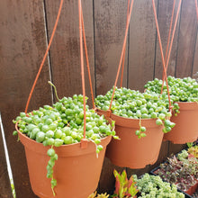 Load image into Gallery viewer, 6" Senecio rowleyanus 'String-of-Pearls'