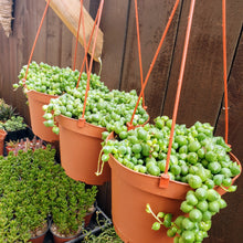 Load image into Gallery viewer, 6" Senecio rowleyanus 'String-of-Pearls'