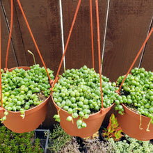 Load image into Gallery viewer, 6" Senecio rowleyanus 'String-of-Pearls'