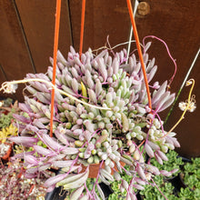 Load image into Gallery viewer, 6" Othonna capensis 'Ruby Necklace'