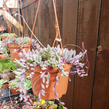 Load image into Gallery viewer, 6" Othonna capensis 'Ruby Necklace'