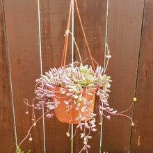 Load image into Gallery viewer, 6" Othonna capensis 'Ruby Necklace'