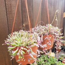 Load image into Gallery viewer, 6" Othonna capensis 'Ruby Necklace'