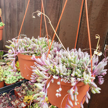 Load image into Gallery viewer, 6" Othonna capensis 'Ruby Necklace'