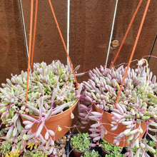 Load image into Gallery viewer, 6" Othonna capensis 'Ruby Necklace'