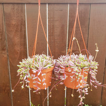 Load image into Gallery viewer, 6" Othonna capensis 'Ruby Necklace'