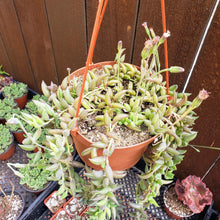 Load image into Gallery viewer, 6" Senecio radicans 'String-of-Bananas'