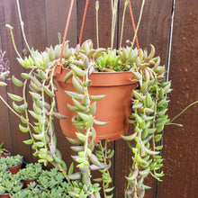 Load image into Gallery viewer, 6" Senecio radicans 'String-of-Bananas'
