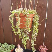 Load image into Gallery viewer, 6" Senecio radicans 'String-of-Bananas'