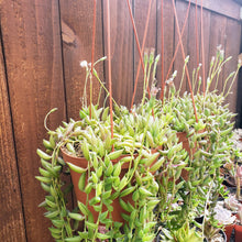 Load image into Gallery viewer, 6" Senecio radicans 'String-of-Bananas'