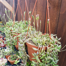Load image into Gallery viewer, 6" Senecio radicans 'String-of-Bananas'