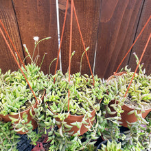 Load image into Gallery viewer, 6" Senecio radicans 'String-of-Bananas'