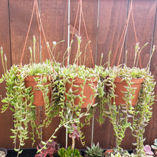 Load image into Gallery viewer, 6" Senecio radicans 'String-of-Bananas'