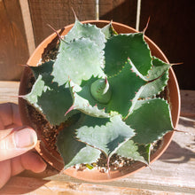 Load image into Gallery viewer, 6" Agave potatorum 'Butterfly Agave'