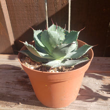Load image into Gallery viewer, 6" Agave potatorum 'Butterfly Agave'